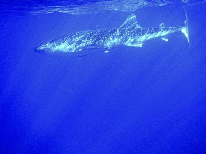 Египет - Китовая акула!