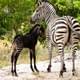 В Кении чёрная зебра спровоцировала у туристов ажиотаж и давку