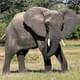 В Эфиопии слон убил туриста из Испании
