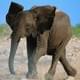 Нежелающий делать сэлфи слон насмерть затоптал туристов