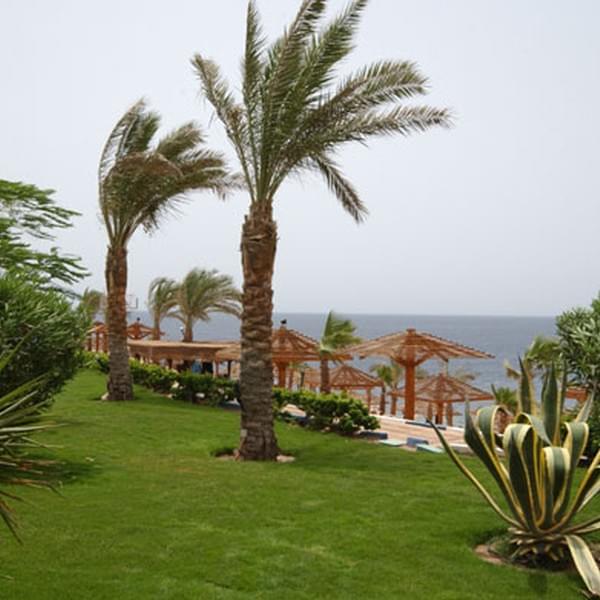  Отель AA Grand Oasis Resort (Шарм Эль Шейх)