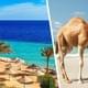 Туристка упала с верблюда и заплатила за это 100 тысяч долларов