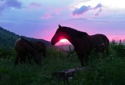 <p>пешие  и конные походы в горы Адыгеи и Краснодарского края</p> Фото 62560 Гузерипля, Россия