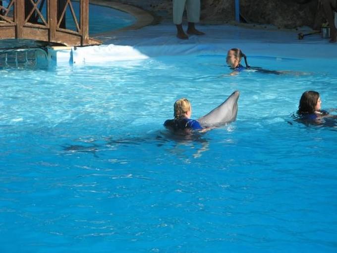 Египет - Дельфинарий в Шарм эль Шейхе