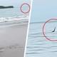 Туристка случайно сняла на смартфон, как акула атакует купающегося отдыхающего