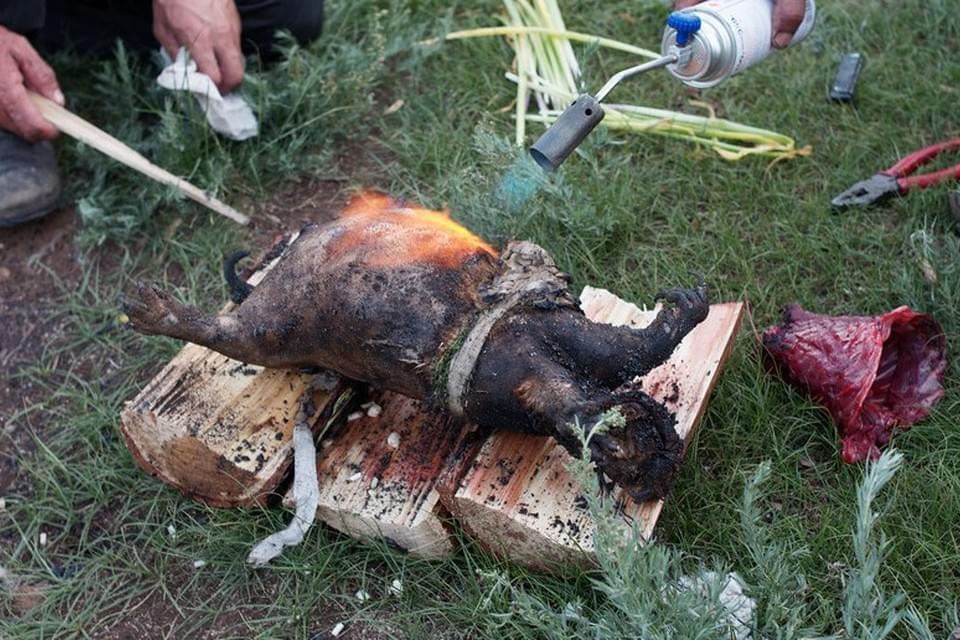 монголы готовят тушку сурка для поедания