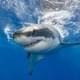 Руку туриста с обручальным кольцом нашли внутри акулы