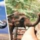 На российских туристов напал голодный слон, потребовав выкуп