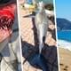На популярном курорте акула убила туриста, все в шоке