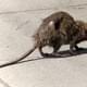 Крысы размером с кошку захватили курорт, посеяв ужас у туристов