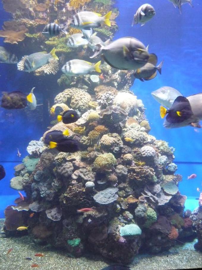 Израиль - Риф Красного моря в аквариуме.