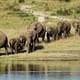 Слонам надоели туристы, нападения продолжаются