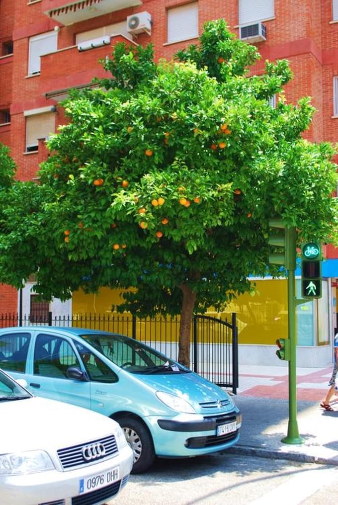 Испания - По всему городу растут апельсины. Хочешь - рви и ешь. Но местные жители видимо их уже объелись, не трогают