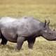 В Намибии носорог напал на туристов