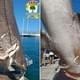 Гигантская доисторическая акула с шестью рядами пилообразных зубов найдена в Средиземном море рядом с курортом