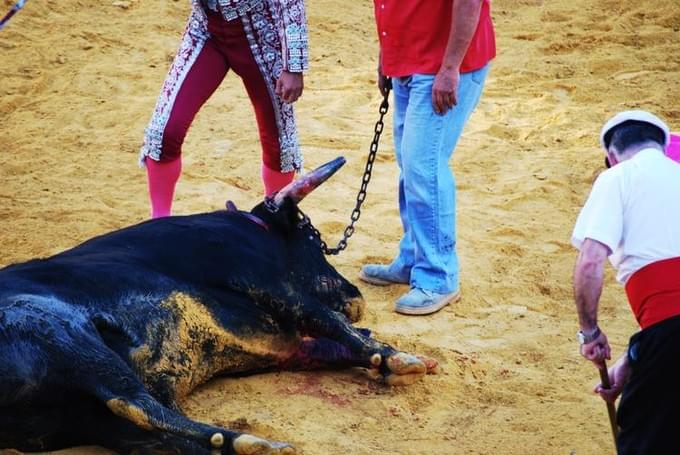 Испания - На фото: убитого быка прицепляют к лошадям..