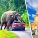 В Таиланде началось самое настоящее нашествие слонов: туристов предупредили об опасности и тюрьме на 10 лет