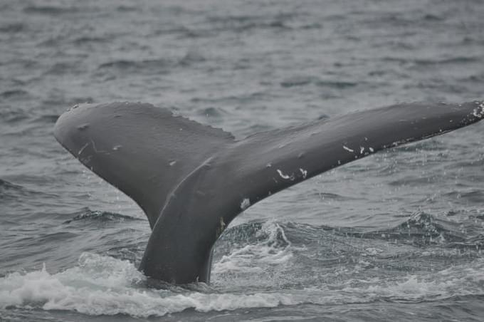 Россия - Горбатый кит