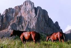 <p>пешие  и конные походы в горы Адыгеи и Краснодарского края</p> Фото 62559 Гузерипля, Россия
