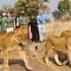 Там, на неведомых дорожках: Замбия приглашает туристов на встречу с дикими львами