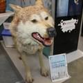 <p>Тамбовский волк тебе товарищ: на туристической выставке Интурмаркет-2016</p>