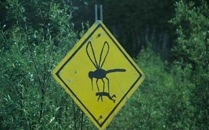 Белоруссия - осторожно! в лесу комары-монстры