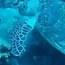 Черепаха на Jackson Reef, о.Тирран, Шарм-эль-Шейх