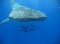 Египет - Акулы Красного моря (Часть 2 - Китовая акула)