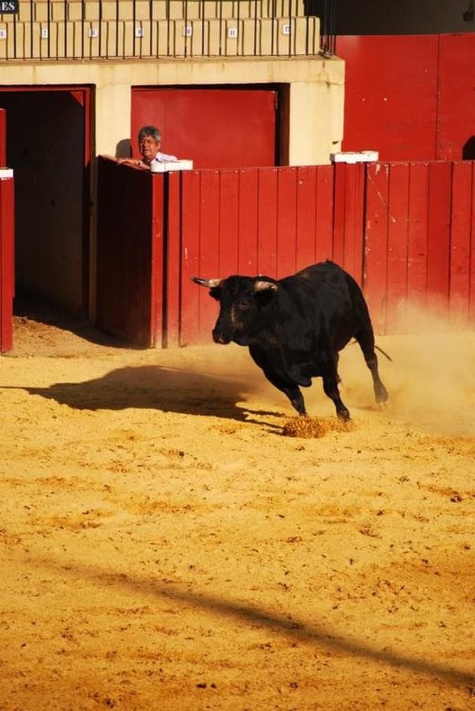 Испания - На фото: на примере еще нескольких забегов, расскажу еще несколько интересных моментов про корриду. Новый бык на арене. 