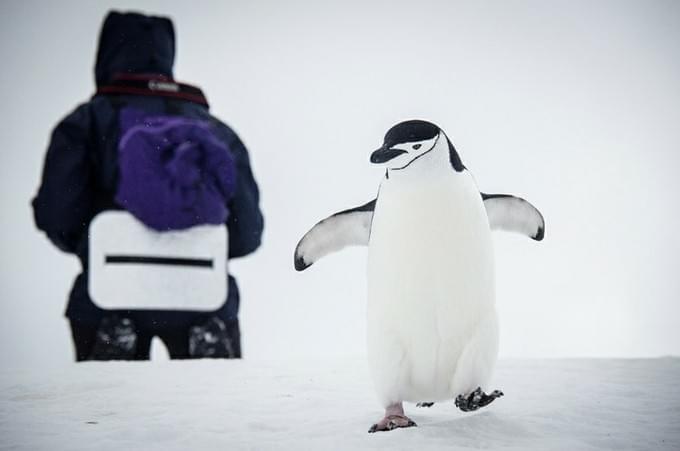 Антарктида - Открытие Антарктического сезона 2014-2015.