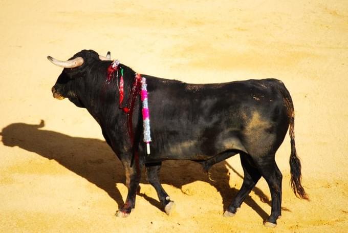 Испания - На фото: бык постепенно начинает терять силы, из него идет кровь - тореадору удалось метко попасть пикой в уязвимое место быка. Но не стоит недооценивать силы быка - он еще более чем живой и крайне опасен. 
