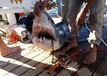 Пойманная на прошлой неделе акула-убийца
