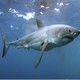 Багамы запретили коммерческую ловлю акул 