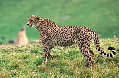 Иди и не оглядывайся: в Намибии гепард чуть было не растерзал норвежскую туристку