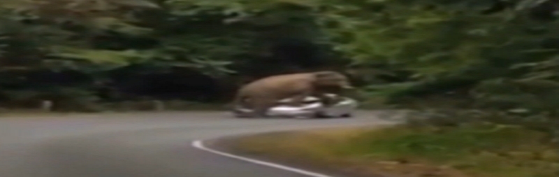 В Таиланде разъяренный слон растоптал автомобиль туристов