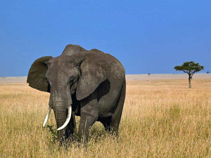 В Зимбабве слон разогнал обедавших туристов