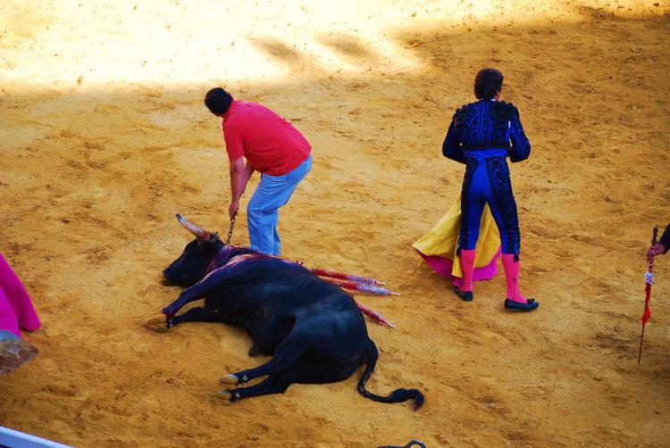 Испания - На фото: бык мертв. На всякий случай ему перерезают горло.