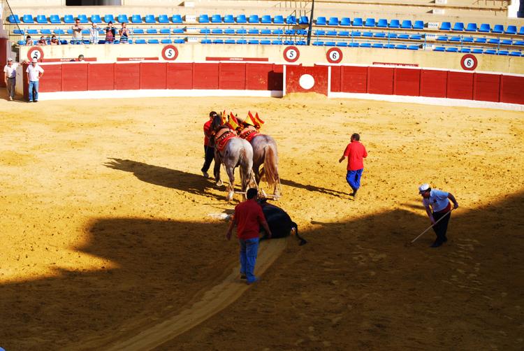 Испания - На фото: чтобы утащить 500-килограммовую тушу с арены выпускают повозку лошадей. Быка привязывают за рога и увозят с арены.