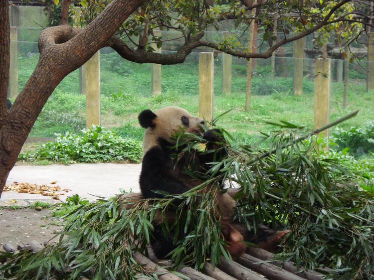 Панда в зоопарке Чунцина.