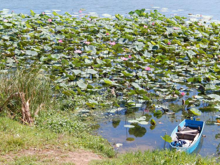 По дороге из Фантьета в Нячанг остановились в небольшом поселке, рядом с прекрасным озером, где растут лотосы.
