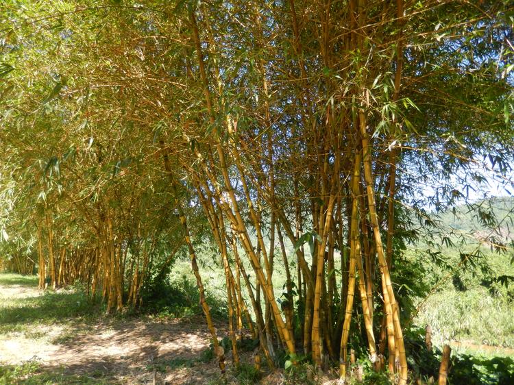 Эко-Парк Янг Бей - заросли бамбука