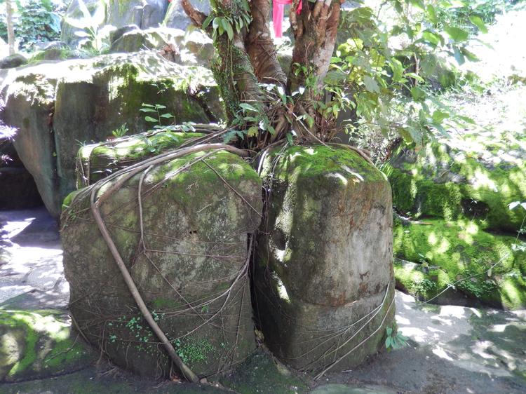 Эко-парк Янг-Бей. Корни деревьев оплетают даже камни.