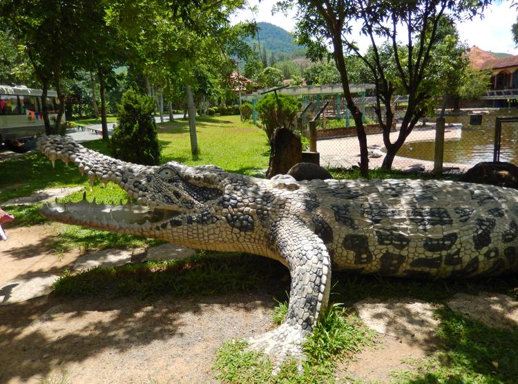 А с этим огромным крокодилом в парке Янг-Бей фотографируются все!