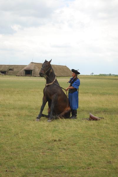 Венгерский ковбой демонстрирует особый трюк - лошадь сидит на корме. Оказываются, этому учат долгое время.
