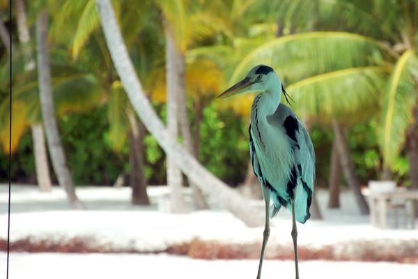 на остров Lankanfushi есть и свой журавль