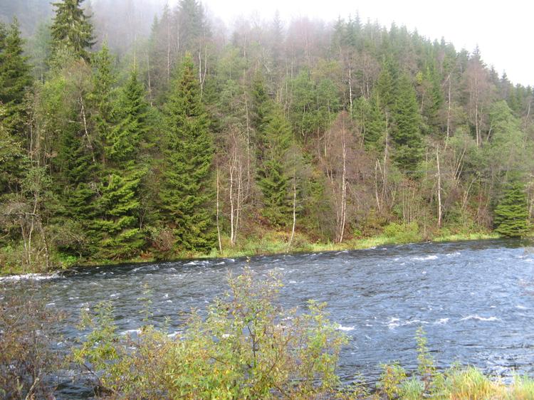 В Норвегии абсолютно все реки имеют хорошую скорость течения, даже если они равнинные