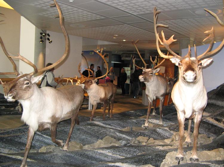 Все представители местной фауны представлены в выставочном комплексе природного центра Хардангервидда