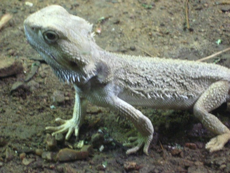 Великобритания - Павильон рептилий и аквариум в зоопарке Лондона