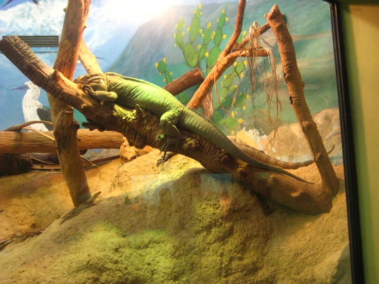 Великобритания - Павильон рептилий и аквариум в зоопарке Лондона