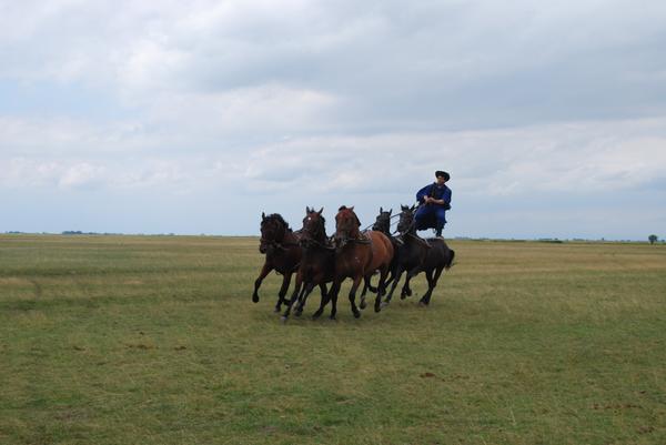 Между процедурами можно съездить в венгерскую степь, где следует покататься на лошадях и посмотреть трюки в исполнении венгерских 